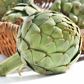 Organic Artichoke - Imperial Star