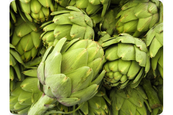 Organic Artichoke - Imperial Star
