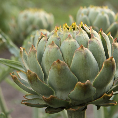 Organic Artichoke - Imperial Star