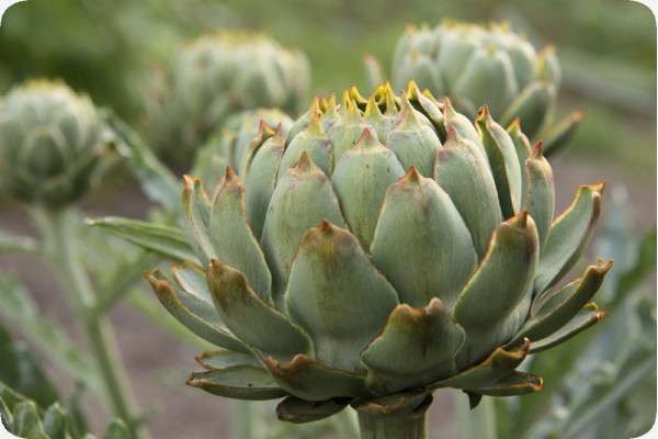 Organic Artichoke - Imperial Star
