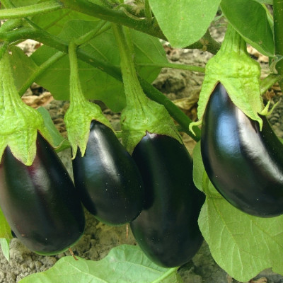 ORGANIC - Eggplant - Black Beauty