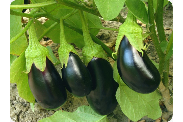 ORGANIC - Eggplant - Black Beauty