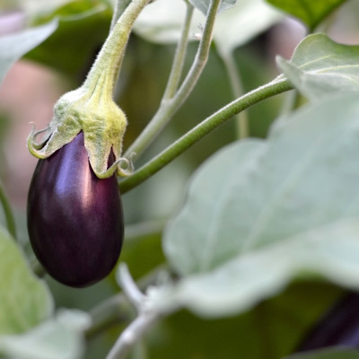 ORGANIC - Eggplant - Black Beauty