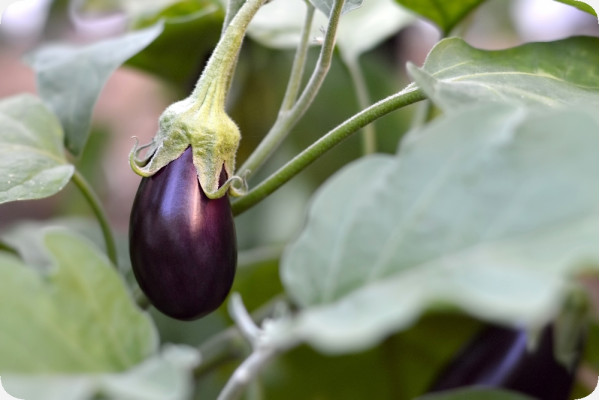 ORGANIC - Eggplant - Black Beauty