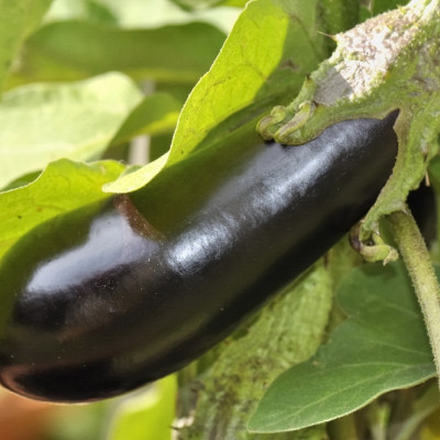 Organic - Aubergine - Long Purple