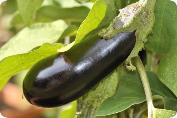 Organic - Aubergine - Long Purple