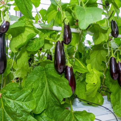 Organic - Aubergine - Long Purple