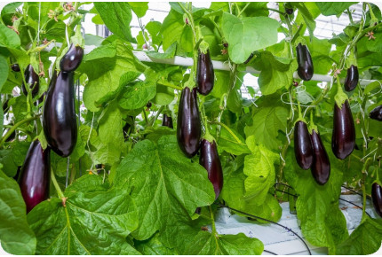 BIO - Aubergine - Long Purple