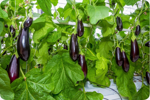 Organic - Aubergine - Long Purple