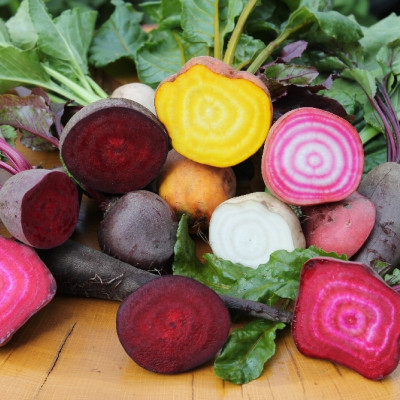 BIO - Rote Beete - Chioggia