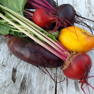 BIO - Rote Beete - Chioggia