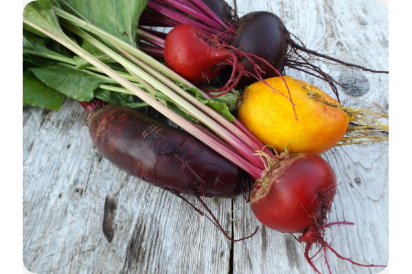 BIO - Rote Beete - Chioggia