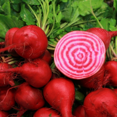 BIO - Rote Beete - Chioggia