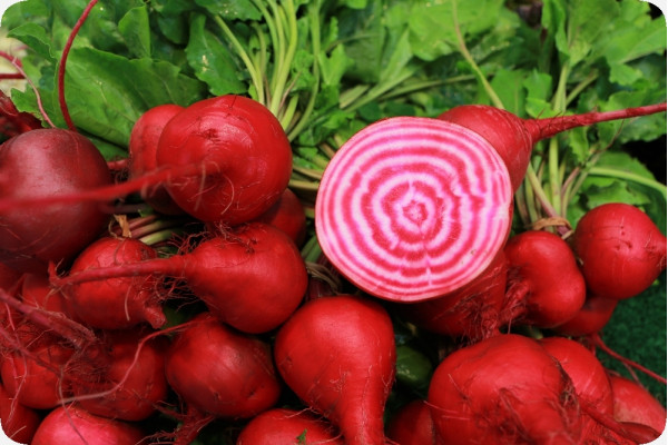 BIO - Rote Beete - Chioggia