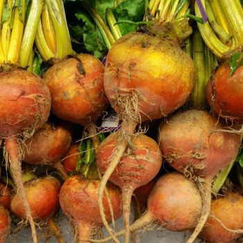 BIO - Goldene Rote Beete
