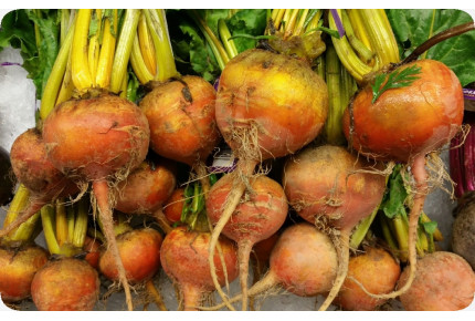 BIO - Goldene Rote Beete