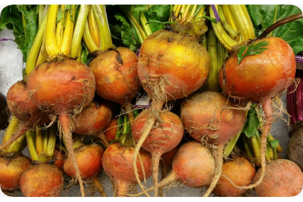 BIO - Goldene Rote Beete
