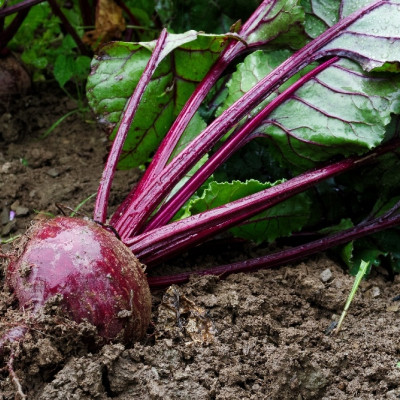BIO - Rote Beete - Detroit Globe