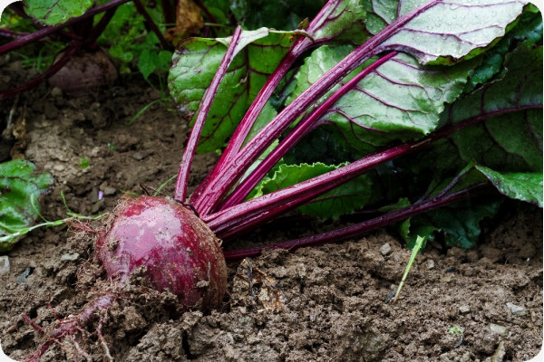 BIO - Rote Beete - Detroit Globe