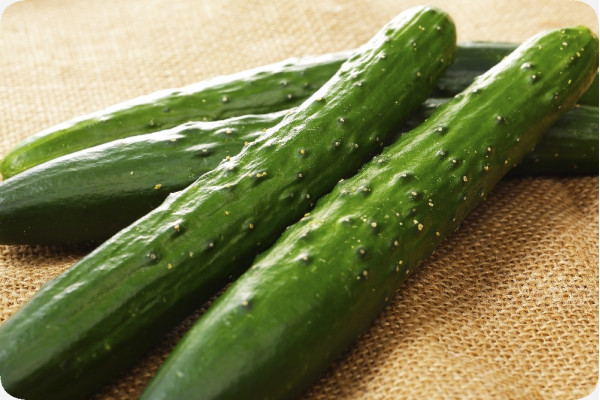 BIO - Gurke - Marketmore