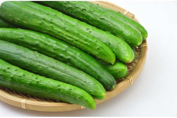 BIO - Gurke - Marketmore