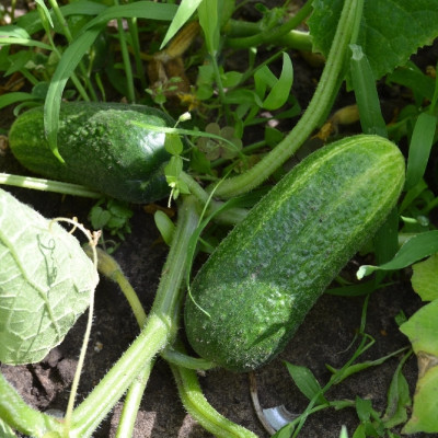 Organic cucumber - foothill grape