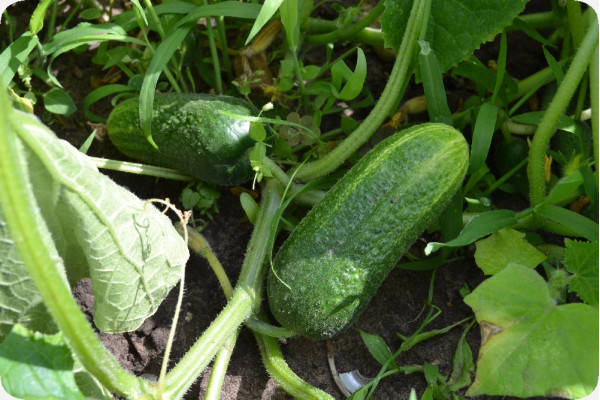 Organic cucumber - foothill grape