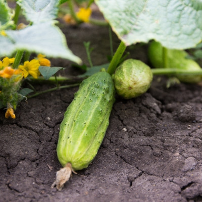 Organic cucumber - foothill grape
