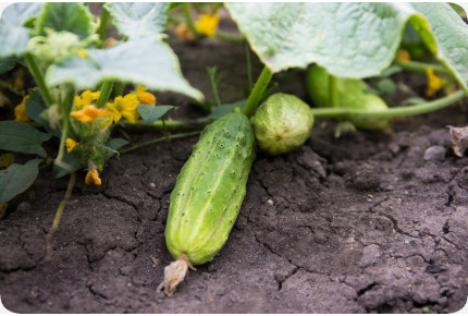 BIO - Gurke - Vorgebirgstraube