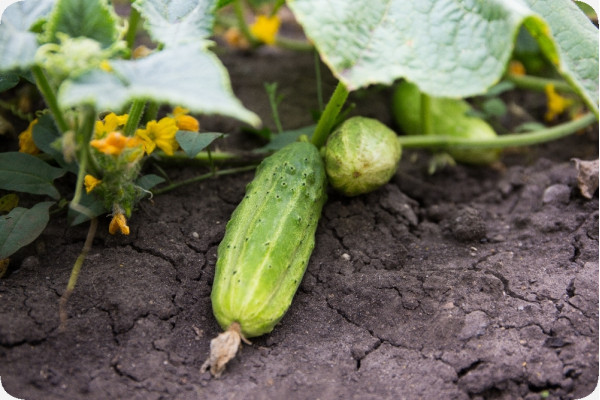 Organic cucumber - foothill grape