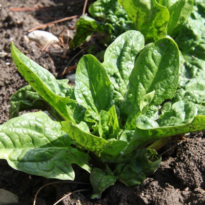 Organic - Spinach - Winter Giant