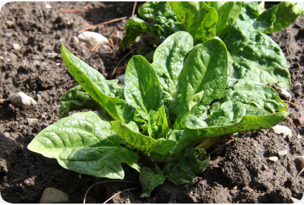 ORGANIC - Spinach - Winter Giant