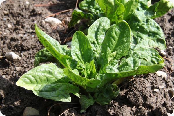 Organic - Spinach - Winter Giant