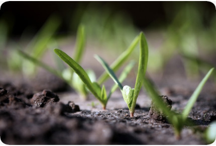 Organic Spinach - Matador
