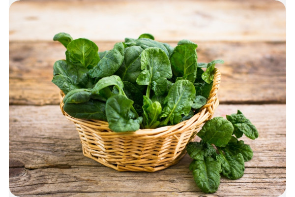 Organic Spinach - Matador