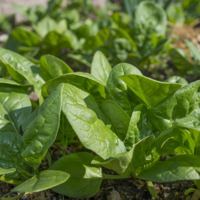Organic Spinach - Matador