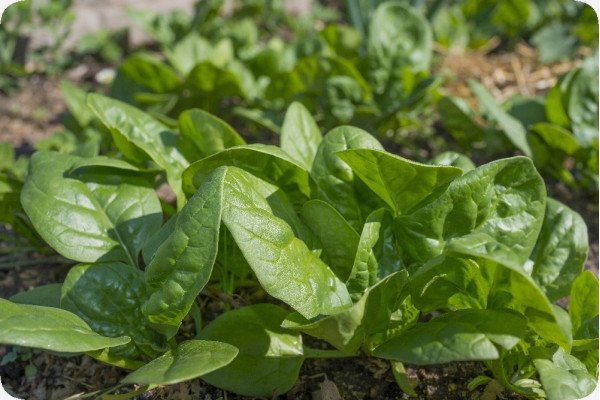 Organic Spinach - Matador