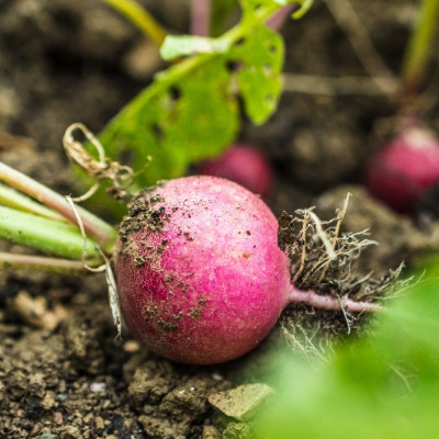 Organic - Radish - Cherry Bell