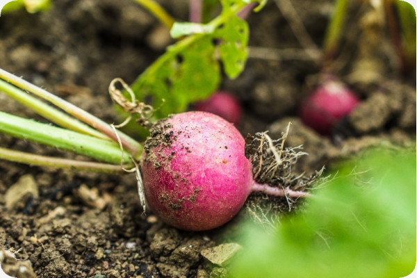 Organic - Radish - Cherry Bell