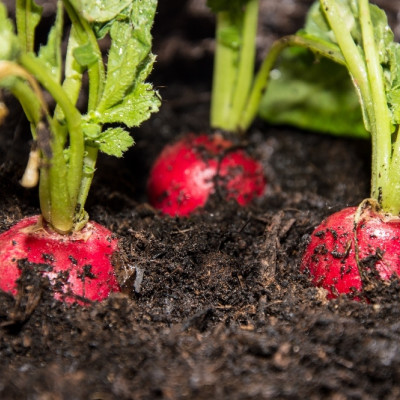 Organic - Radish - Cherry Bell