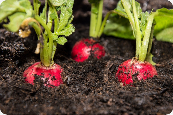 Organic - Radish - Cherry Bell