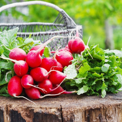 Organic - Radish - Cherry Bell