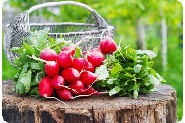 Organic - Radish - Cherry Bell