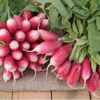 Organic Radishes - French Breakfast