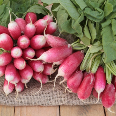 Organic Radishes - French Breakfast