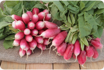 BIO - Radieschen - French Breakfast