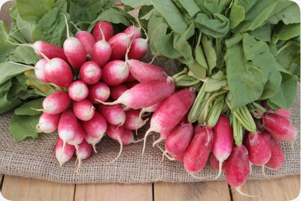 Organic Radishes - French Breakfast
