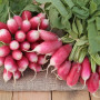Organic Radishes - French Breakfast