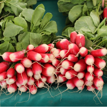Organic Radishes - French Breakfast