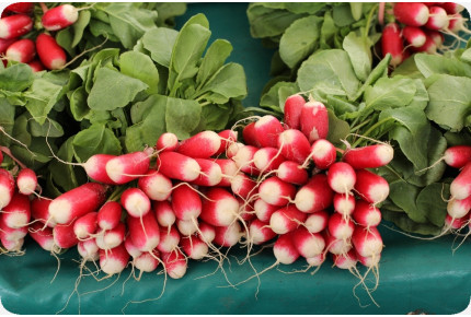 BIO - Radieschen - French Breakfast